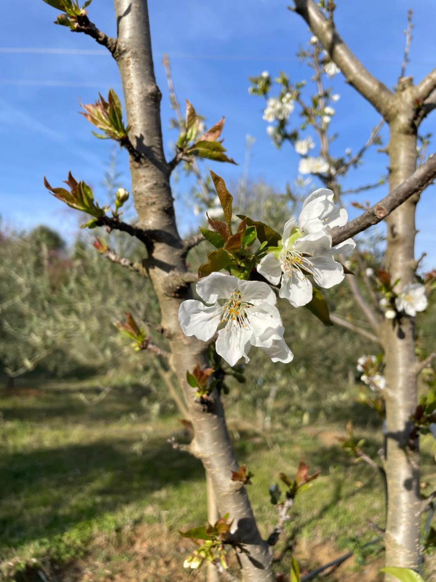 Aroma Përmet